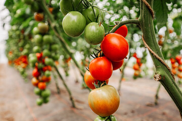 sehr viele leckere, frische rote und grüne Tomaten an der Pflanze in einem bio Gewächshaus
