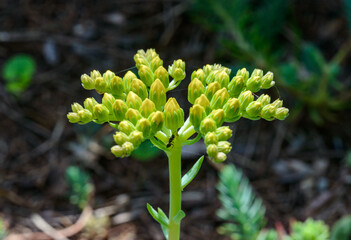 Sedum rupestre - close-up of inflorescence of succulent plant with yellow flowers