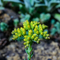Sedum rupestre - close-up of inflorescence of succulent plant with yellow flowers