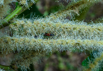Stenurella melanura - longhorned beetle on a fluffy flower of a tree in the garden, Ukraine