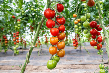 sehr viele leckere, frische rote und grüne Tomaten an der Pflanze in einem bio Gewächshaus