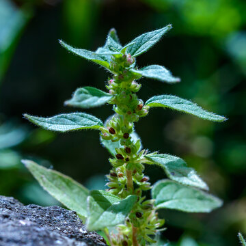 Parietaria judaica - Flowering plant with green leaves on a dark background in the garden