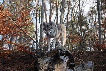 tschechoslowakischer Wolfhund