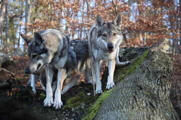 Wolfhundfamilie
