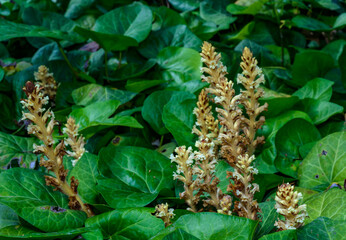 The ivy broomrape (Orobanche hederae), Close-up of a parasitic plant growing on ivy