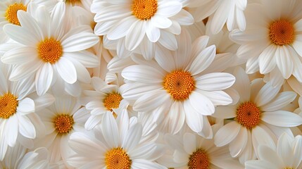 Fototapeta premium Close-up of vibrant white daisies with yellow centers, capturing the beauty and simplicity of these flowers in a natural composition.