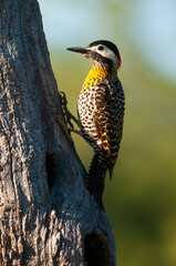 Green barred Woodpecker in forest environment,  La Pampa province, Patagonia, Argentina.