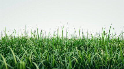 Obraz premium Lush green grass on a clear background. Realistic summer lawn. Perfect for summer and nature-themed designs.