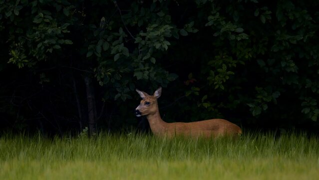 Roe deer in the Norwegian Countryside in the summer