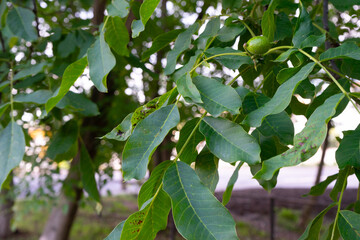 Green walnut branch with young nut close-up