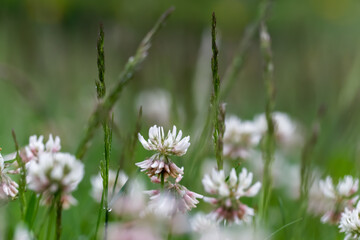 White clover growing in the meadow, wet with raindrops