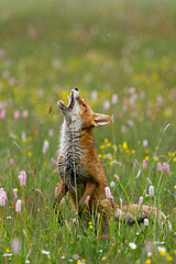 Kittenish fox. Red fox, Vulpes vulpes, standing on hind legs and trying to bite grass stem. Cute...