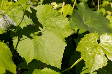 grape plantation with green leaves of grapes in summer