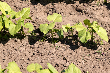 a field with peppers in the summer season