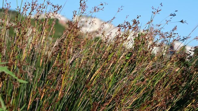 Detailed close-up of Juncus effusus plants, showcasing the texture and structure of this grass-like species in a natural setting.

