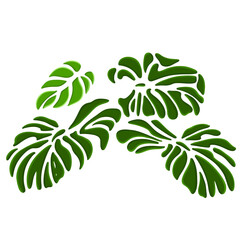 A flat design illustration of a of fresh green monstera leaves on a  background. The leaves are shown