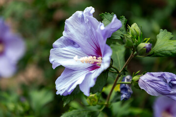 Fototapeta premium Close up shot of violet colored hibiscus syriacus flower