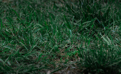 Moody dark green abstract grass