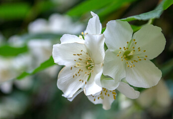 Obraz premium White Jasmine flowers closeup. Blooming jasmine shrub. White flowers. Background of nature.