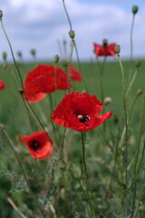 red poppy in the field