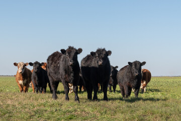 Herd of young cows. Group of black and brown steers in the meadow