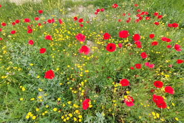 red blooming poppies in a meadow