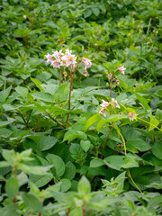 selective focus of potato plant flowers (Solanum tuberosum)