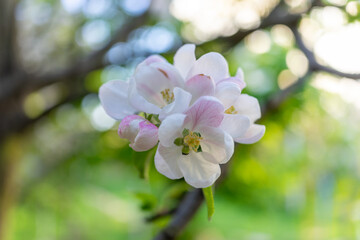 A large inflorescence of apple flowers on a blurred background