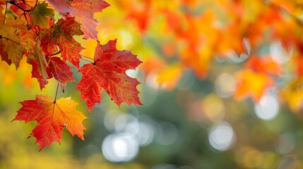 Fall maple leaves are lovely.