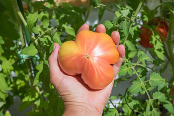 woman picks a large ripe pineapple tomato from the greenhouse. closeup of the hand