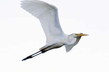 Uma linda garça branca gigante sobrevoando o canal de Ponta Negra - Maricá - RJ