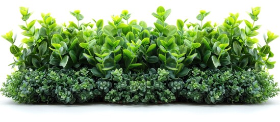 Obraz premium Green Lush Foliage Border with White Background