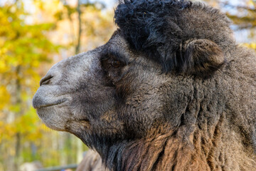 Two humped camel in paddock at the farm.