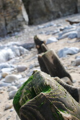 washed up wood on the beach 