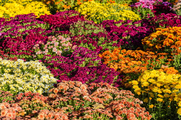 Backdrop of the Blooming chrysanthemum flowers. Autumn background