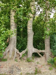 Three poplars