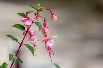 Selective focus of Fuchsia magellanica, White pink flower in the garden, Hummingbird fuchsia or...