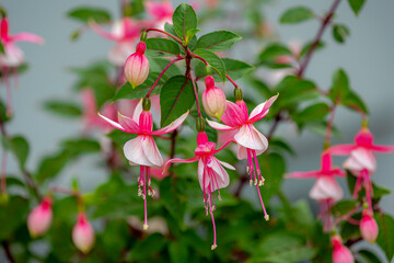 Selective focus of Fuchsia magellanica, White pink flower in the garden, Hummingbird fuchsia or...