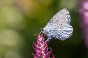 Close-up of a Holly Blue Butterfly (Celastrina argiolus) on a pink salvia bud