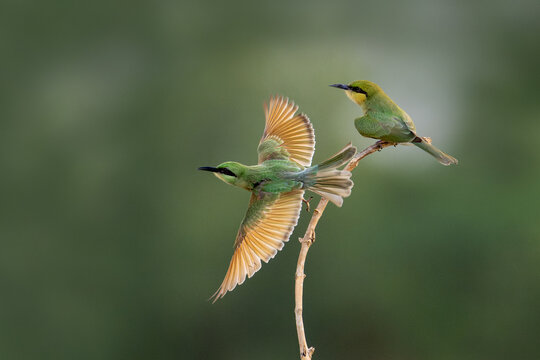 Asian green bee-eater (Merops orientalis) Flying