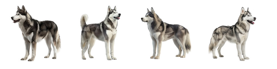 Fototapeta premium Set of Huskies full body isolate on transparent background