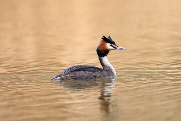 Great Crested Grebe
