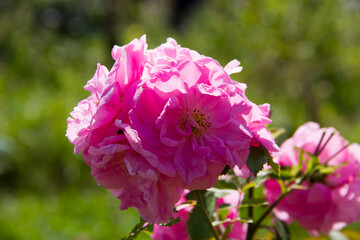 Beautiful pink rose on a background of green foliage in the garden