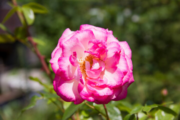 Beautiful pink rose in the garden on summer day. Selective focus.