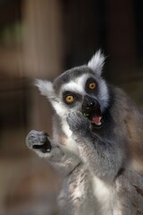 エサを食べるワオキツネザル