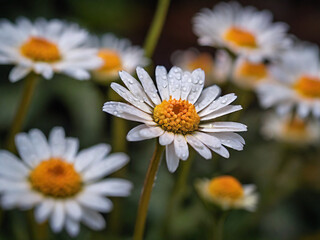 Obraz premium Daisies