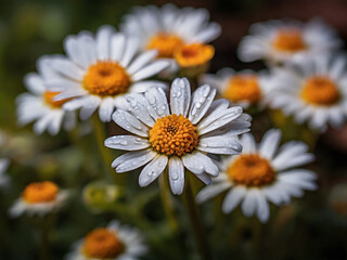 Daisies