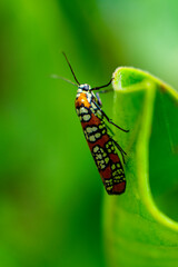 bug on leaf