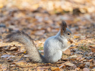 Autumn squirrel with nut sits on green grass with fallen yellow leaves