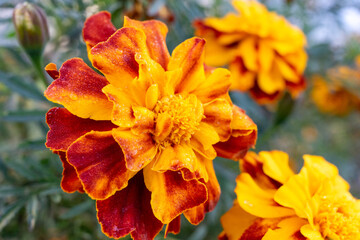 Several bright marigolds close-up. Selective focus
